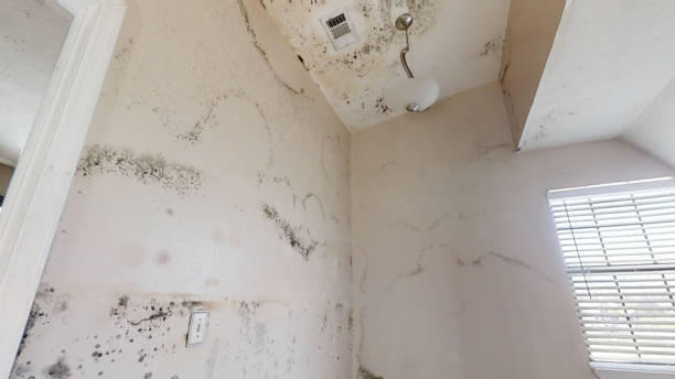 Environmental Consulting for Mold Prevention in New Iberia, LA