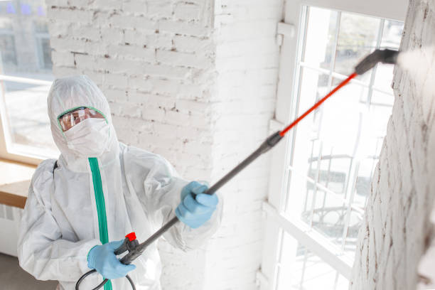 Best Black Mold Removal  in New Iberia, LA