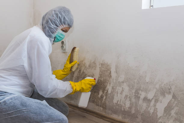 Mold Odor Removal Services in New Iberia, LA