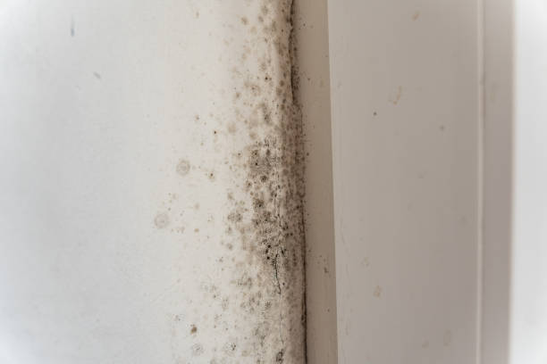 Best Commercial Mold Inspection  in New Iberia, LA